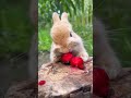 Cute Rabbit Eating Cherry 🍒 So Satisfying! 🐰 #shorts