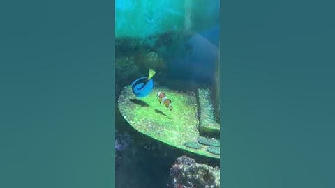 Finding Nemo Live Action #shorts #short