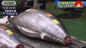 Con cá ngừ đắt nhất thế giới 3,1 triệu USD