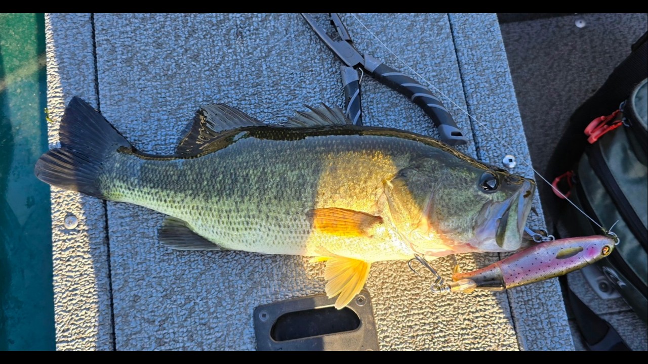 Bass fishing on the delta with topwater, punching and senko.