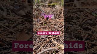 Calypso Orchid around the Metolius, beautiful.  #nature #spring #pnw #wellness