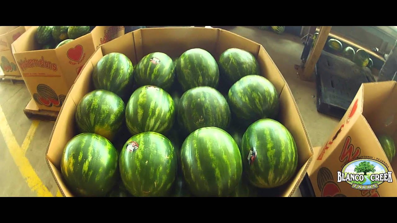 Blanco Creek Farms Watermelon Harvest to Customer YouTube