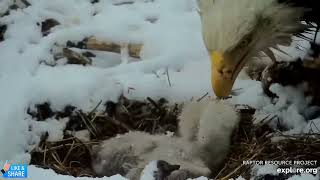 Snow Babies! - Decorah Eagles DNF, Mr North, DN17 \& DN18 (4\/2)