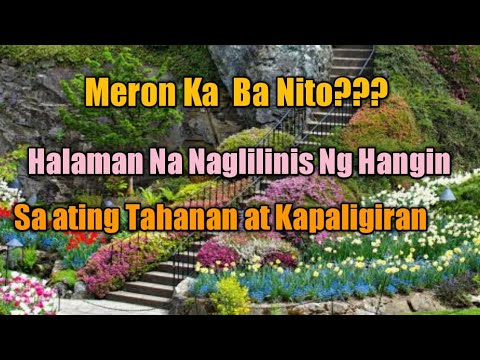 Video: Mga Halaman Upang Matulungan Ang Paglilinis Ng Hangin Sa Iyong Tahanan