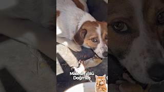 Şirin üzgün ama sonrası güzel #dog