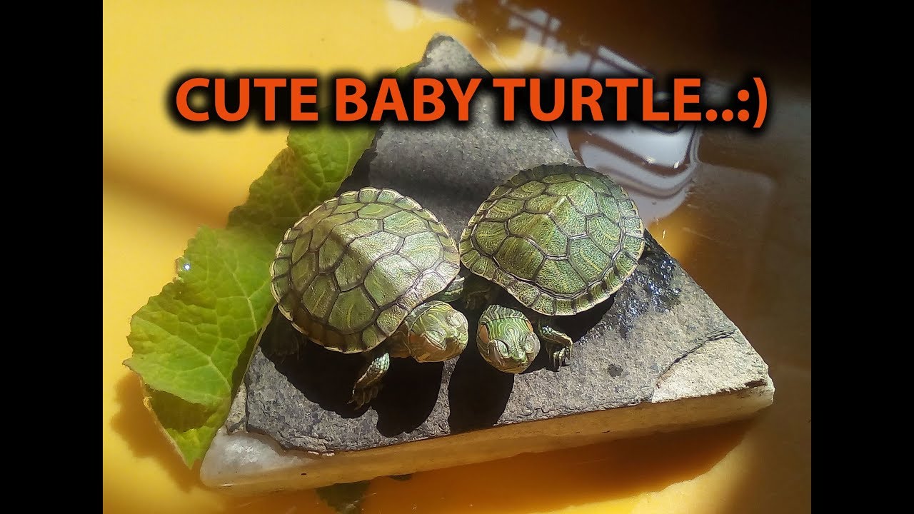 mini dwarf red eared sliders
