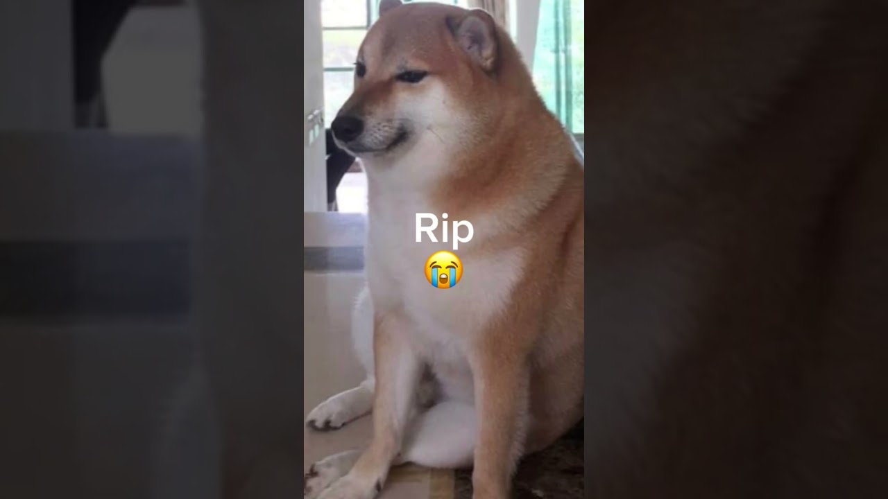 Rip cheems aka doge 😭 