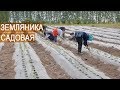 Земляника садовая (клубника). Ягодная ферма Kotkov s Farm/