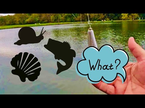 October Largemouth Bass Fishing My Local Pond With Some Unexpected Catches