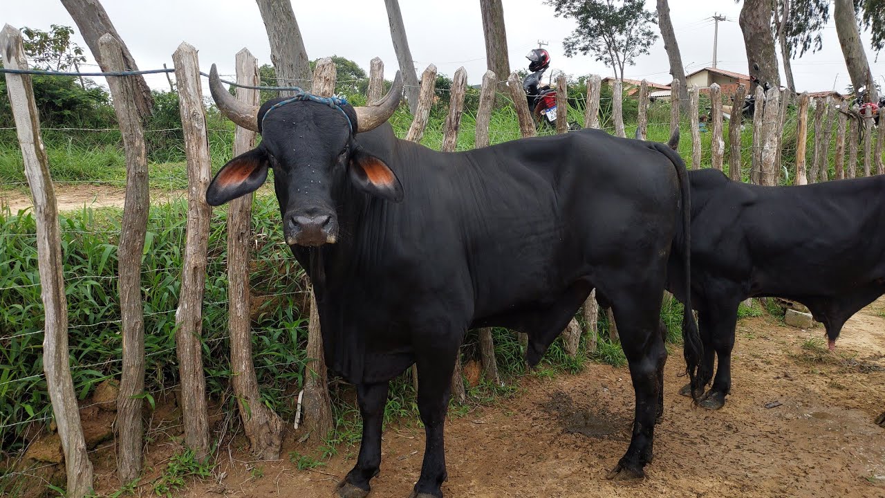 GRANDE FEIRA DE GADO DE SÃO BENEDITO CEARÁ  28/02/06 .