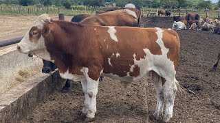 Animal Induction in Penfattening