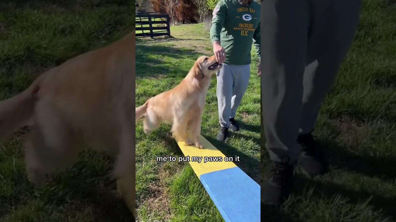 Took my dog for an adventure! 