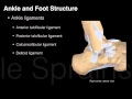 Ankle and foot structure and actions