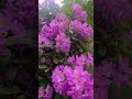 Spring Rhododendron UK 🇬🇧🌸🌺