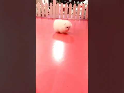 Cute Puppy lovely  Care #short #4680