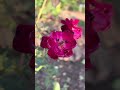 iPhone Cinematic Nature Shots Best Natural Videography on iPhone Natural Videography Masterpiece