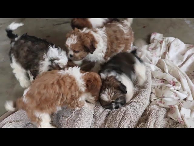 Cookie video thumbnail