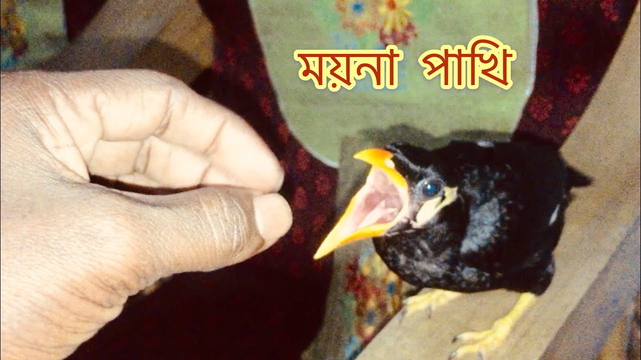 Moyna pakhi ।।ময়না পাখি ।। talking bird baby ।।moyna bird ।।kota bola
