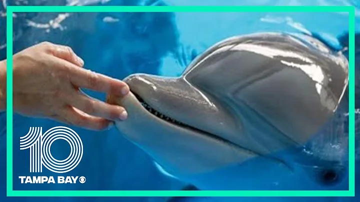 Winter the Dolphin will live on at Clearwater Marine Aquarium