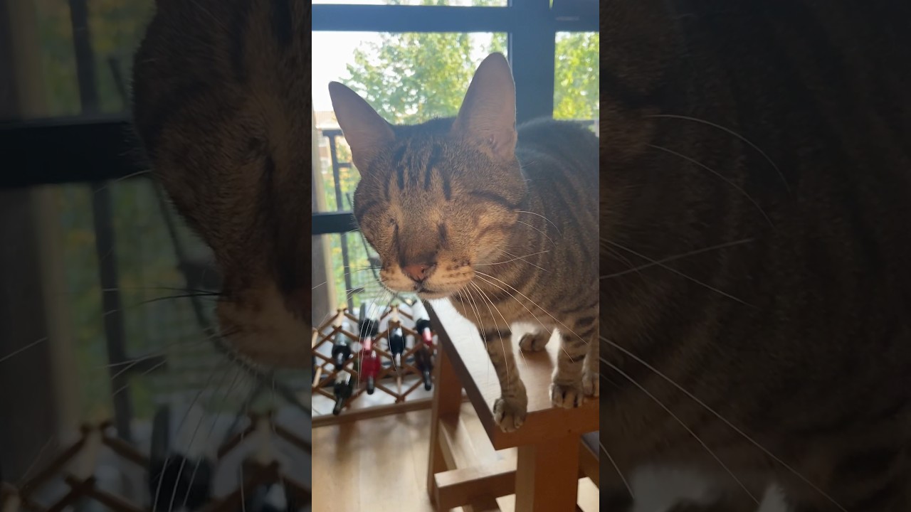 Blind cat meows 💔