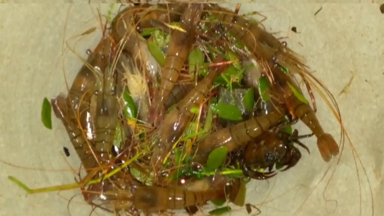 How to catch prawn YouTube