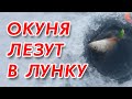 ОКУНЬ САМ ЛЕЗЕТ В ЛУНКУ!