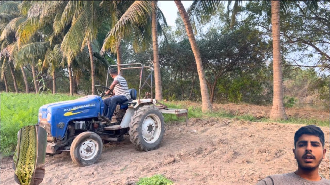 Hamari Nai wale coconut trees me coconut aana start ho gaye..