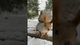 Esquilo @CrisSunLife #winter #squirrel #nature
