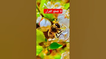 #القرآن_الكريم #القارئ_ريان_المحيسني #سورة_النمل #الشيخ #أجمل_تلاوة #تلاوة_مميزة #chorts #قرآن