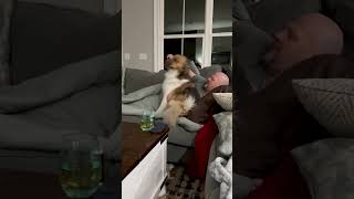 Personal space?Never heard of it. #funny #dog #dogshorts #fyp