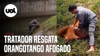 Tratador de zoo salva orangotango de se afogar e o reanima