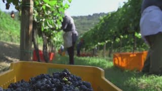 Northern end of Willamette Valley earns wine designation