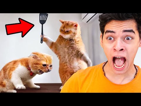 اتحداك ما تضحك مستحيل 