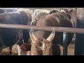 Про рацион, витамины и уход за быками