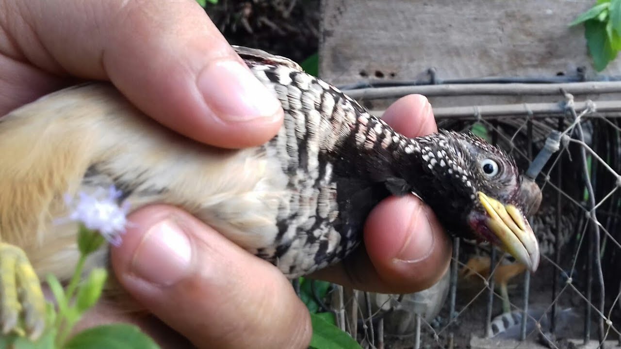 Mikat puyuh hutan dapat yang cantik.... 