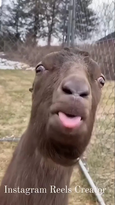 Download lagu Bakri Ki video 😂😂#trend #funny #catvideos #youtubeshorts #trendingshorts #subscribe #shorts