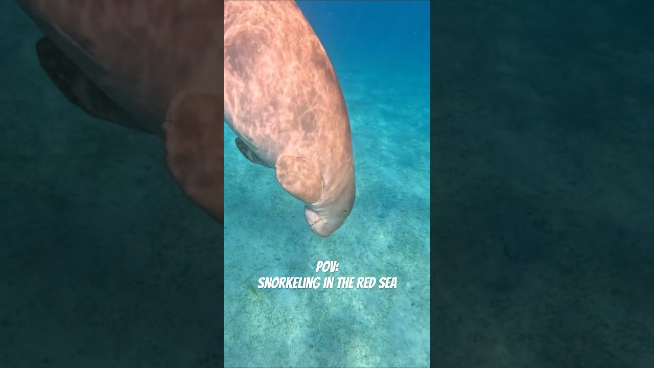Snorkeling nel Mar Rosso: incontro con un dugongo 