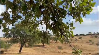 Conjunto de propriedades em Serpa para venda 32,750 hectares