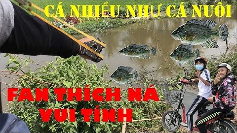 [Hunting Slingshot] Ná Cao Su Bắn Cá, Đi Bắn Cá Bằng Nạn Thun Gặp Ổ Cá Khủng Như Cá Nuôi