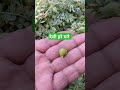 deshi  chane and songs #ytshorts #shortmusic #naturemusic #vlog #deshivlog #viralshorts