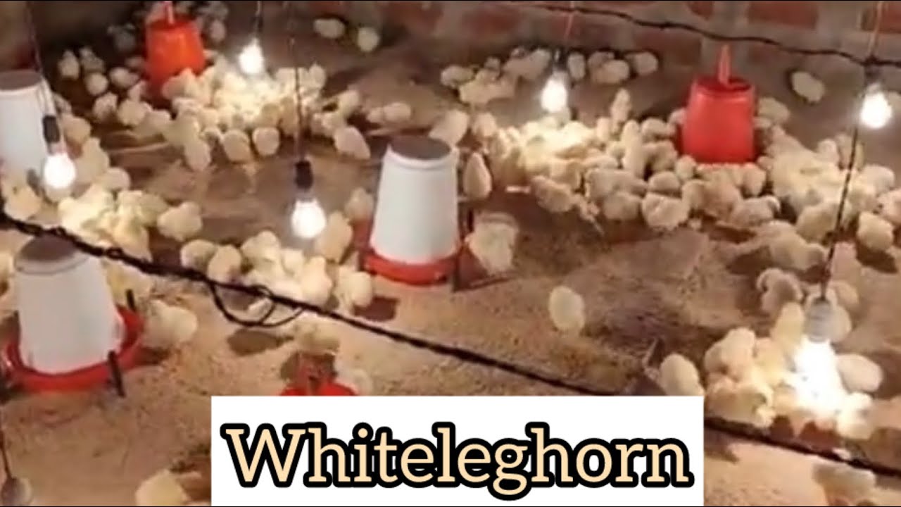 Ar tui tam chi Whiteleghorn vulh ve kan tum e #poultry-farming
