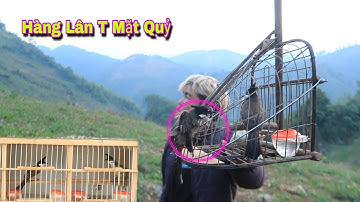 Bẫy Dính Chim Sổng Tuyển Thêm Mào Siêu Lân | Dân Tộc Tây Bắc Tv
