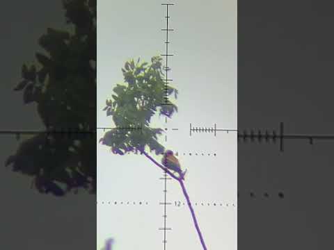 Slug Drops A Bee Eater Like A Stone صيد ورور ببندقية هوائية Fx Impact M3 Hunting صيد