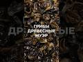 Грибы древесные Муэр #грибы #муэр #китайскиегрибы #древесныегрибы #мвфуд #mvfood #blackfungus