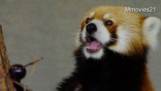 手についた果汁もペロペロ〜レッサーパンダのセイタ
