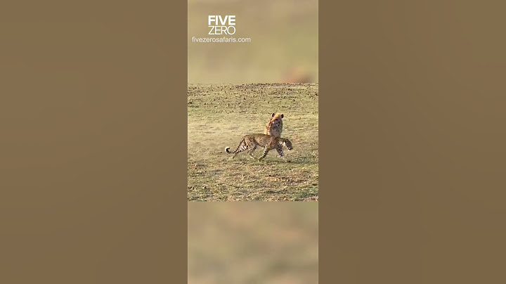 Leopard vs Hyena #wildlife #safari #wildlifephotography #leopard