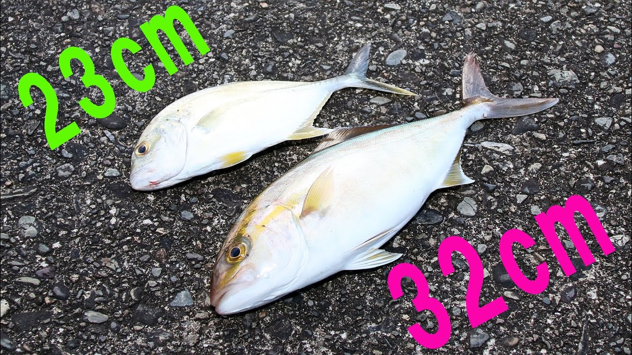 今日の釣果 メッキアジ シオ カンパチ徳島県昼間の釣行海釣り動画ルアー堤防から海釣り Youtube