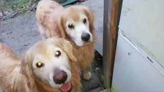 30Kg追加です。鶏女子にゴールデンレトリバーも欲しい玄米