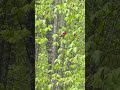 Red bird with black wings and tail SCARLET TANAGER #birds #birdwatching #birdsounds #redbirds