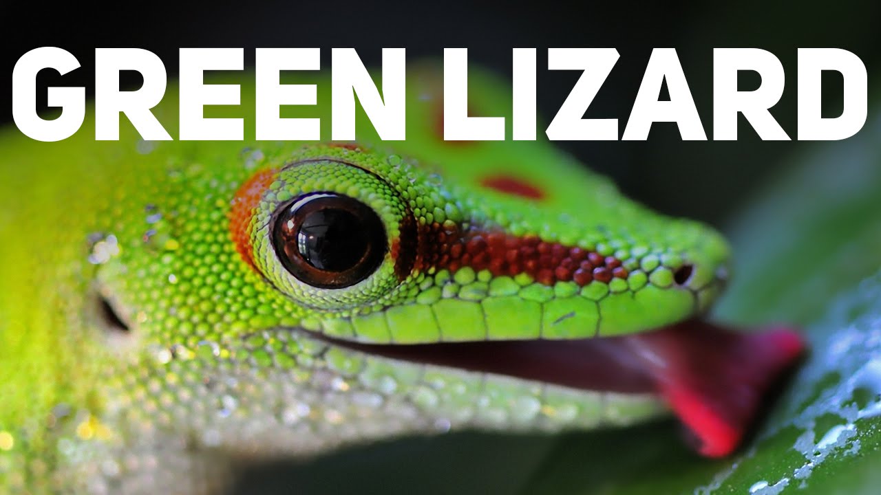 green lizard pet